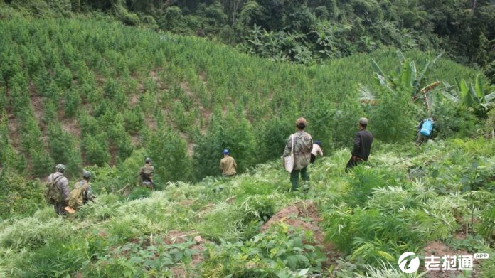 Marijuana-plantation-in-Laos-before-being-destroyed-696x391.jpg