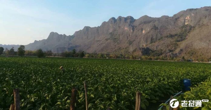 Tobacco-plantation-near-Kong-Lor-Cave-in-Khammouane-Province-696x364.jpg