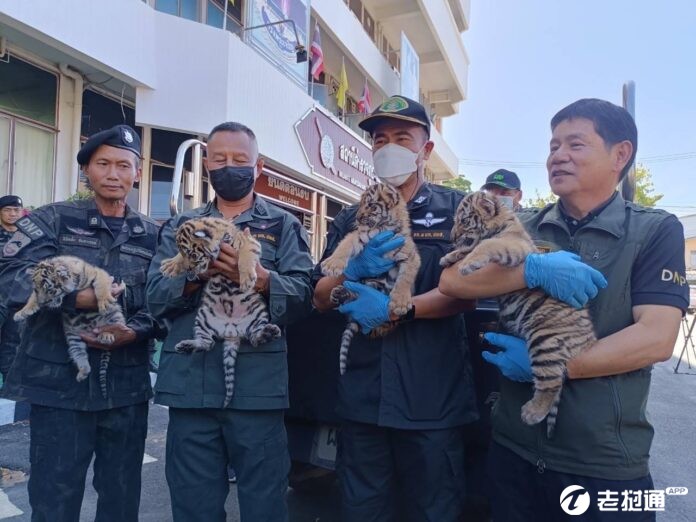 Thai-Police-holding-tiger-cubs-they-rescued-696x522.jpg